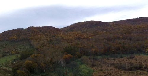 紅葉は、林道と、とある標高はキレイです。