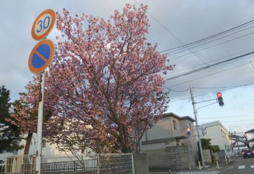 あちこちで満開の桜を見かけました。北海道では、まだまだ先ですね～