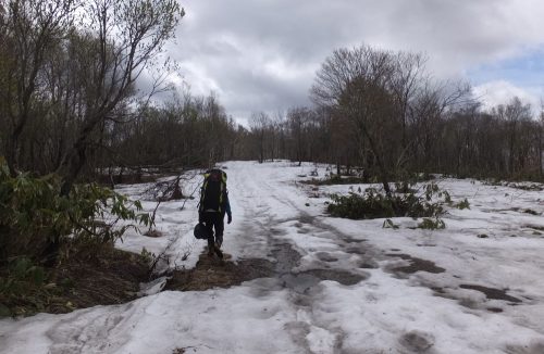 ガスがしっかり上がり、風も強くない！林道は北斜面に雪が残り、徒歩１５分でした。