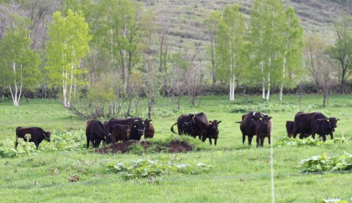 ランディング直下の牧草畑には今年も黒毛和牛の放牧が始まりました